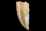 Raptor Tooth - Real Dinosaur Tooth #102406-1